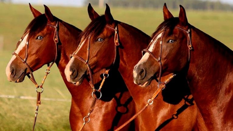 Polémica mundial: Argentina, pionera en clonación y edición genética de caballos