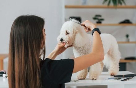 mascotas peluqueria