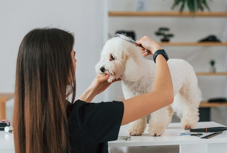 La importancia de la peluquería canina: más allá de la estética, un tema de salud