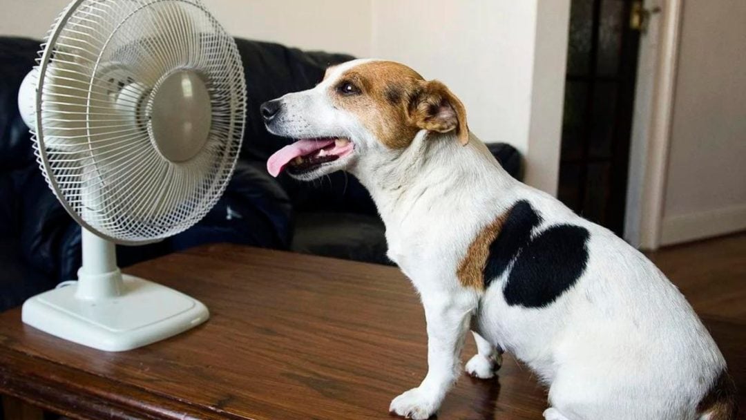 El cuidado de las mascotas: cómo evitar que sufran un golpe de calor