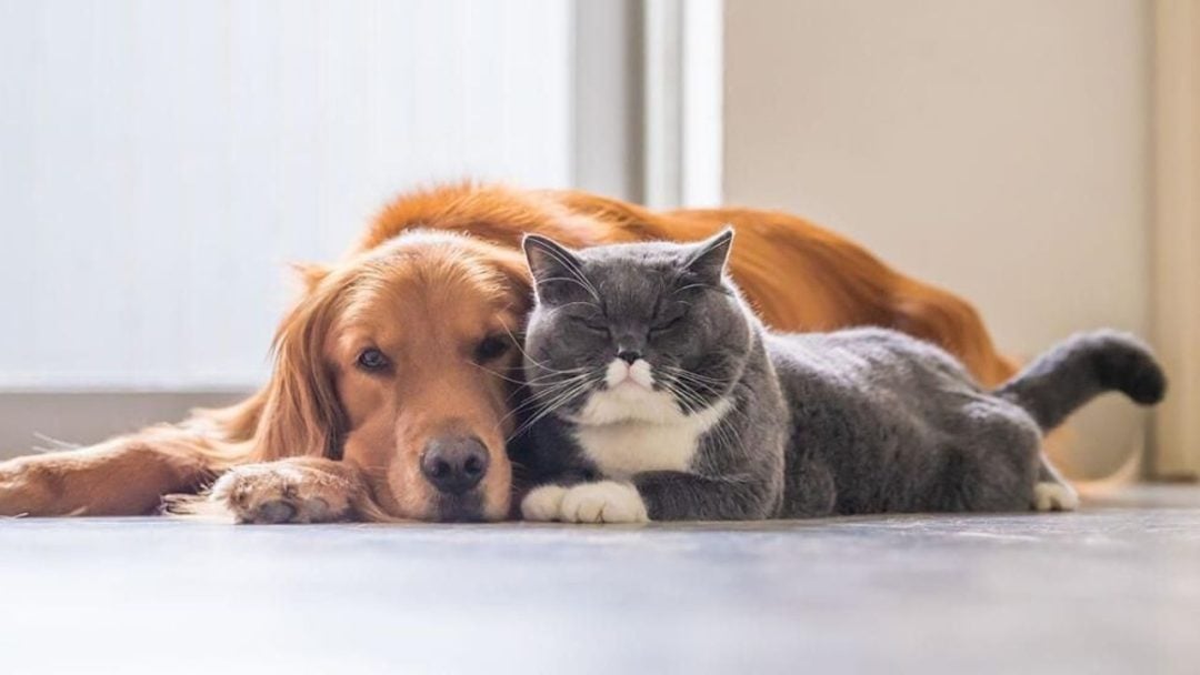 Cuidado de mascotas durante las vacaciones