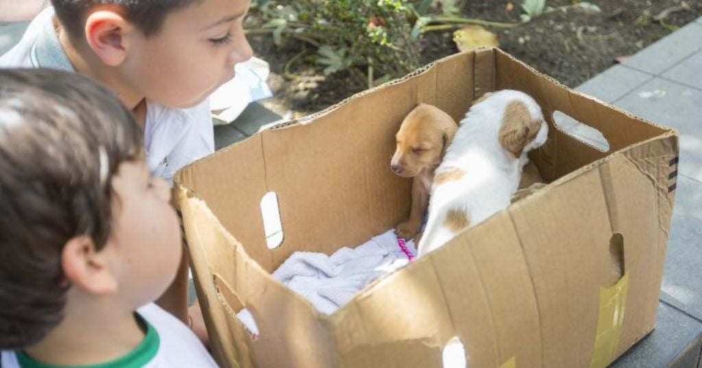 Una nueva mascota en casa: consejos para lograr una convivencia armónica