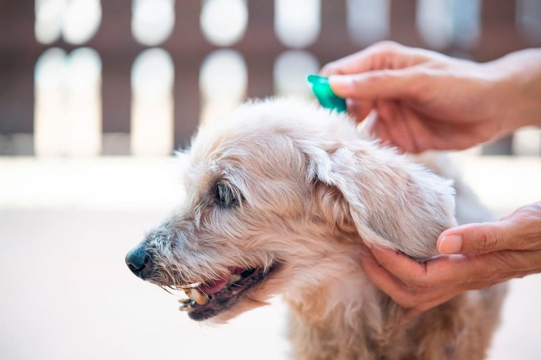 Cómo prevenir y controlar la infestación de pulgas y garrapatas en mascotas