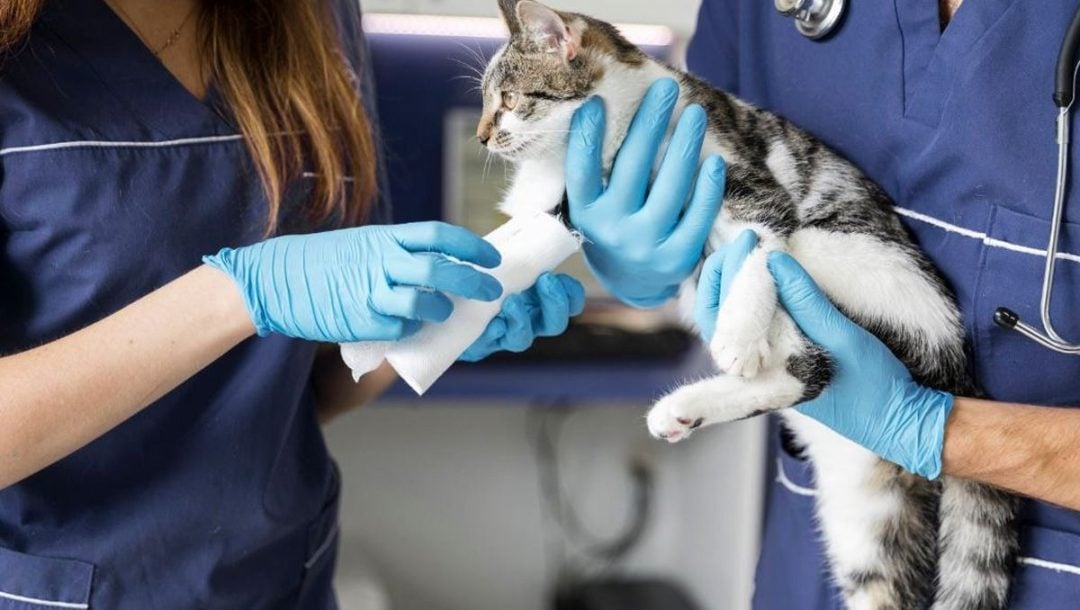 Preocupación por la falta de guardias veterinarias en Bahía Blanca