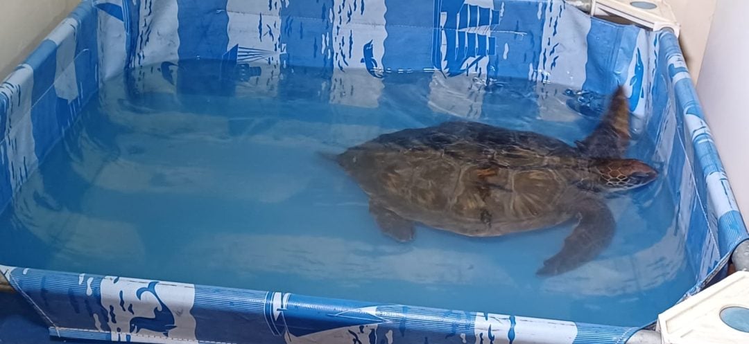 Rescatan y liberan una tortuga verde en Bahía Blanca: “Esperamos que siga con su vida en el lugar donde estaba”