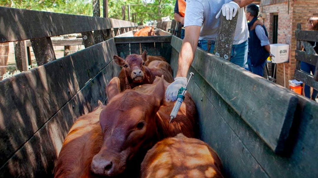 Prorrogan la vacunación contra la fiebre aftosa en Bahía Blanca a causa del temporal